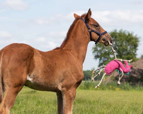Hovedbilde QHP Horse toy unicorn