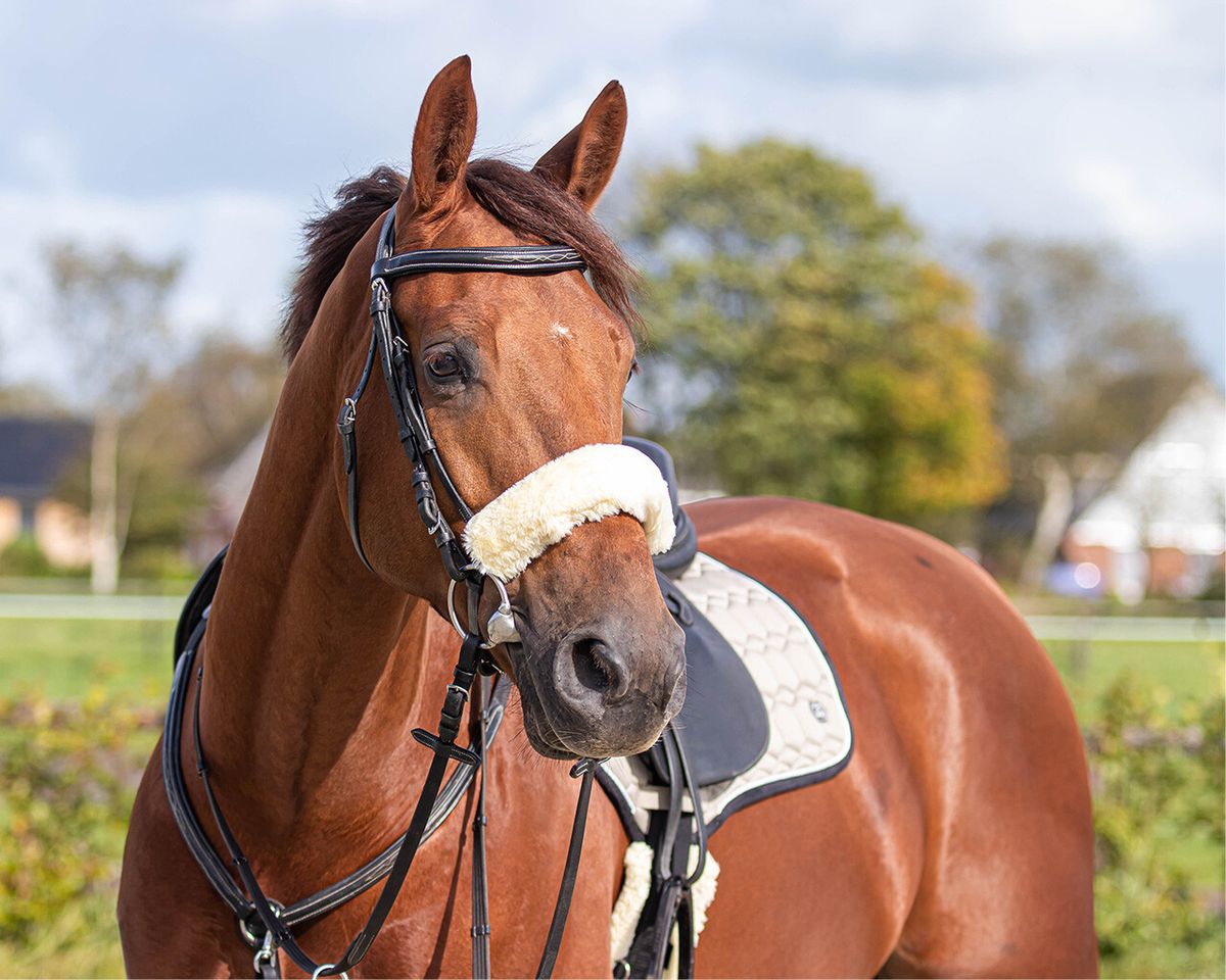 QHP Noseband cover brown