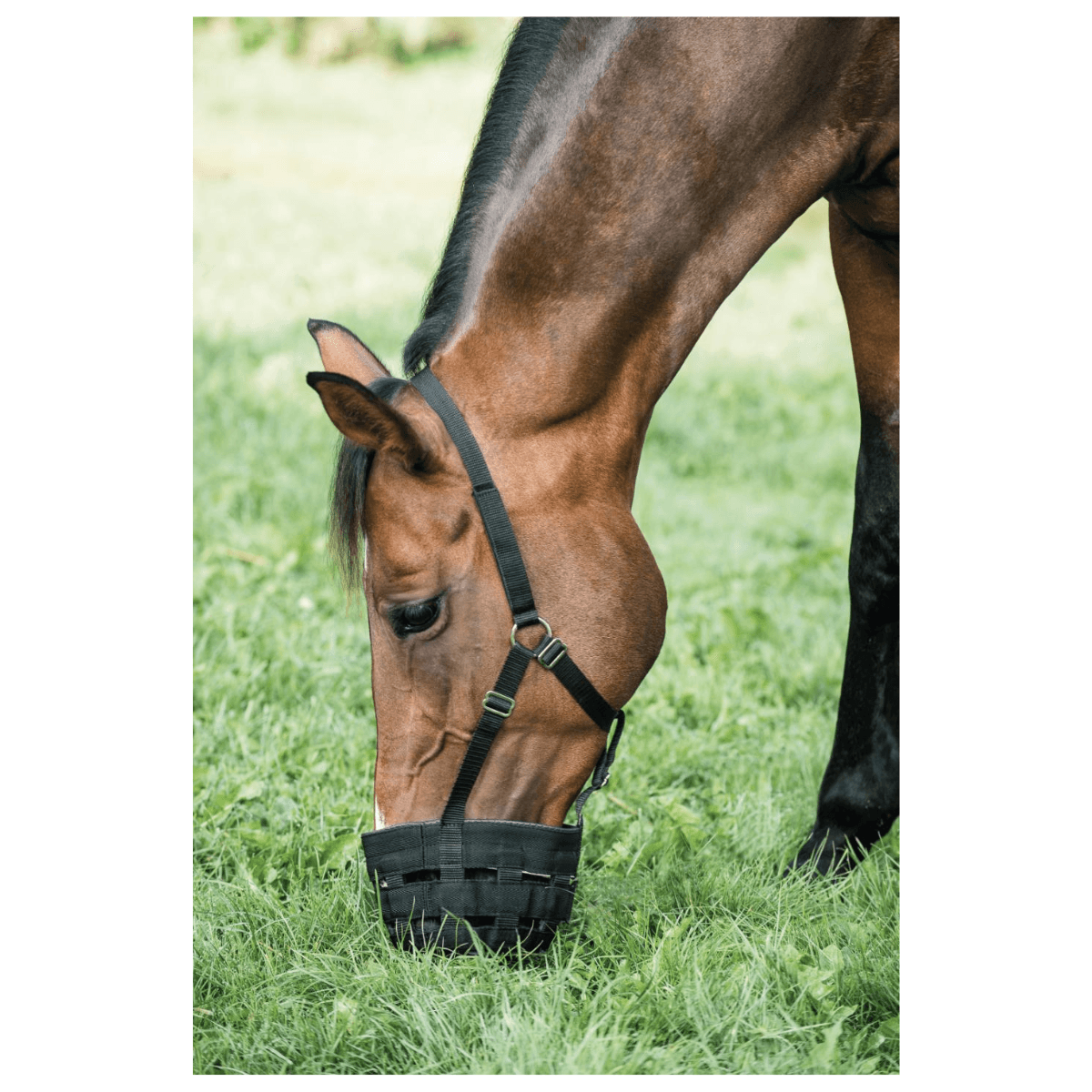 Horse Guard-græsreducerer