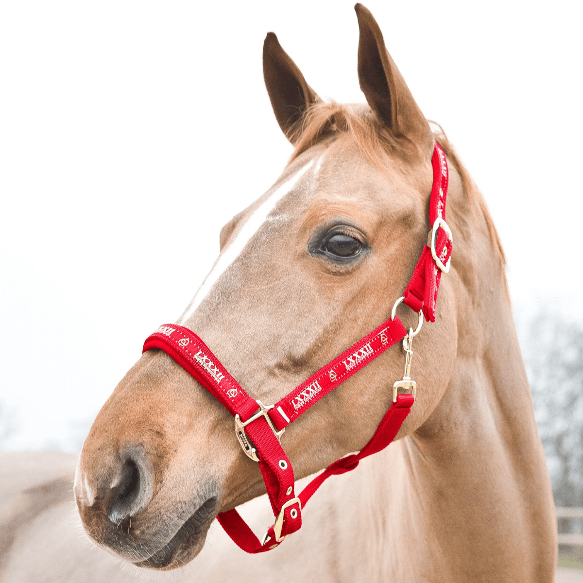 Horze Hamptons Halter