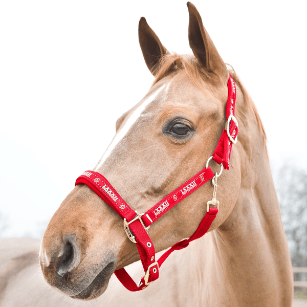 Hovedbilde Horze Hamptons Halter