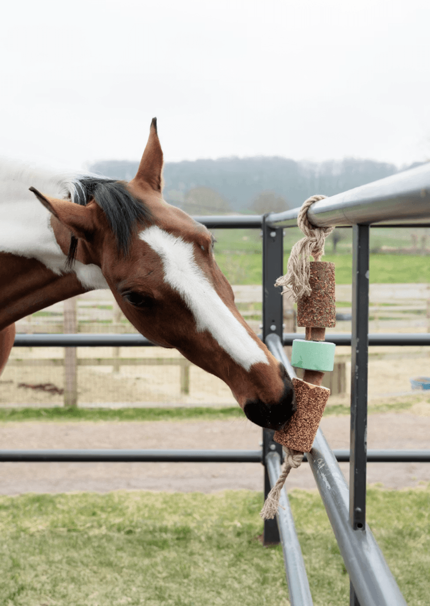 Grooming Deluxe Wooden Relax Horse Toy with Salt Lick